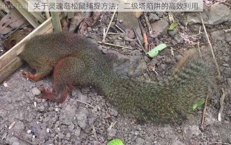 关于灵魂岛松鼠捕捉方法:二级塔陷阱的高效利用