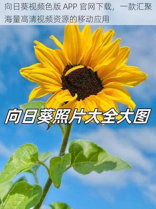 向日葵视频色版 APP 官网下载,一款汇聚海量高清视频资源的移动应用