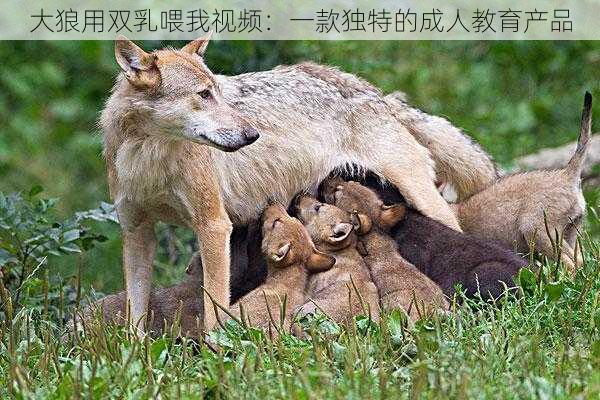 大狼用双乳喂我视频:一款独特的成人教育产品