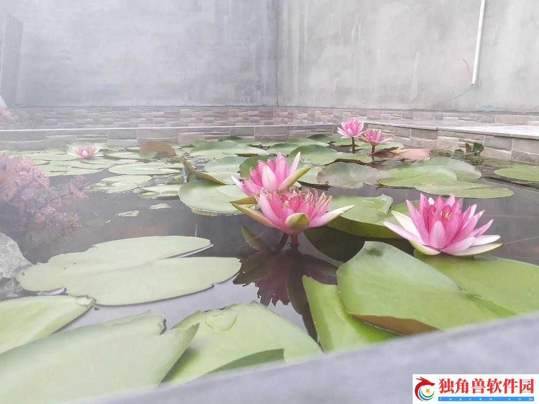 女性半夜莲花开放是否会自愈探讨