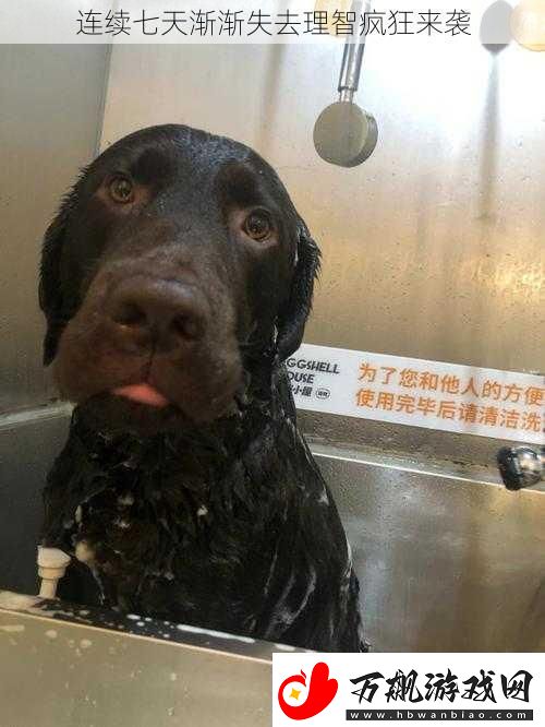连续七天渐渐失去理智疯狂来袭