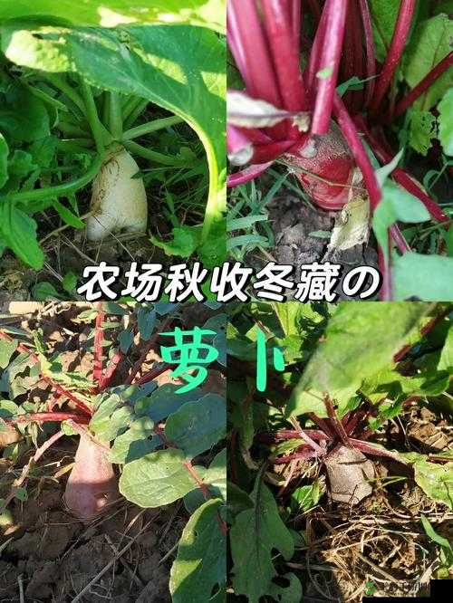 拔萝卜痛又降黄 9.1:这到底是怎么回事呢具体情况如何呢