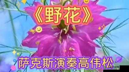 野花社区日本韩国免费:探索多样精彩的文化交流平台