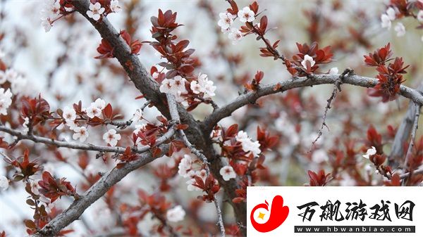 亚洲尺码日本尺码专线：解决购物尺码困惑的最佳选择