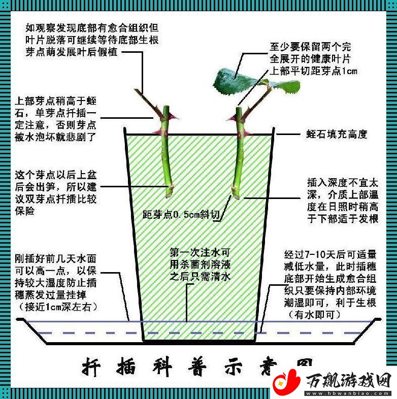 45分钟狂想曲：72变插花神技-热情如火点燃科技潮