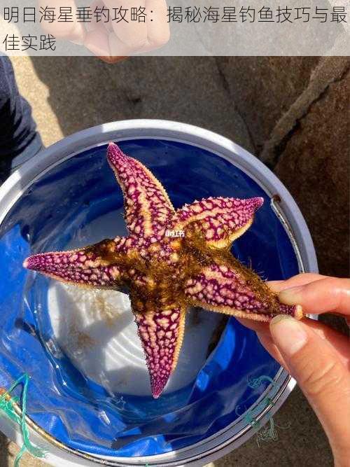 明日海星垂钓攻略：揭秘海星钓鱼技巧与最佳实践