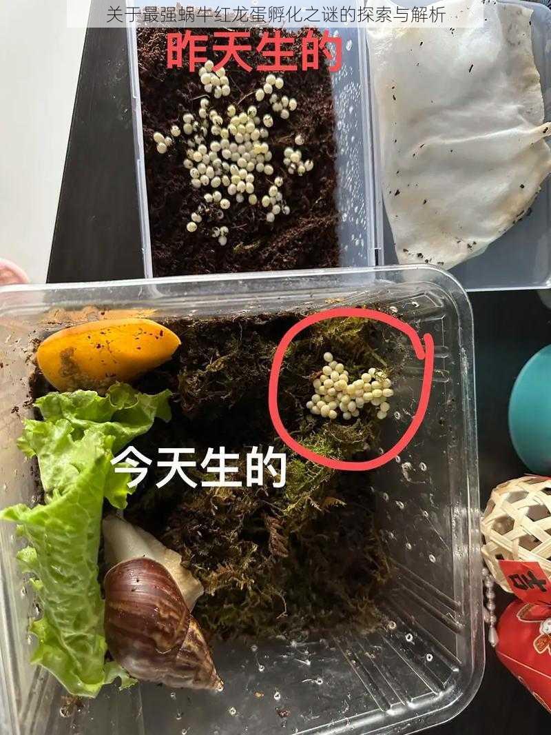 关于最强蜗牛红龙蛋孵化之谜的探索与解析
