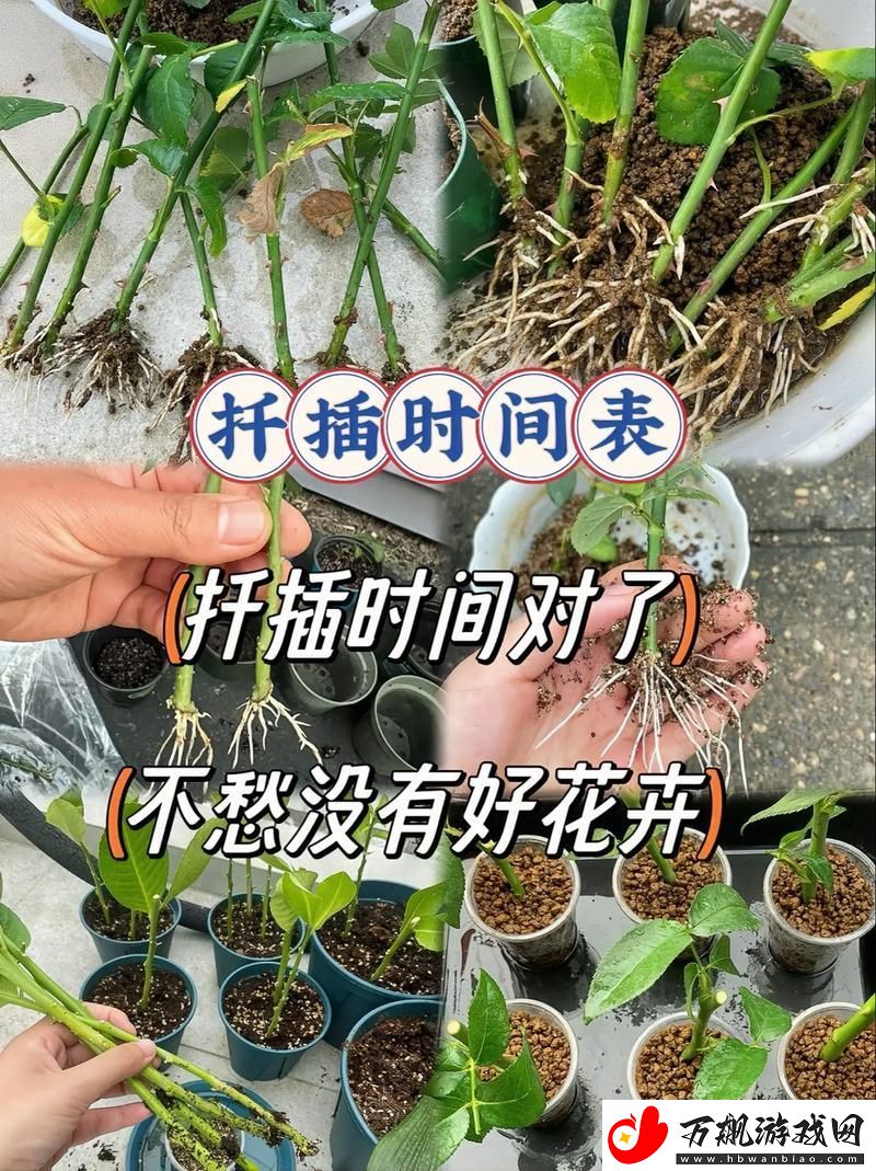 在床上的72种扦插方法-网友：“这可是保养技巧的秘密！”
