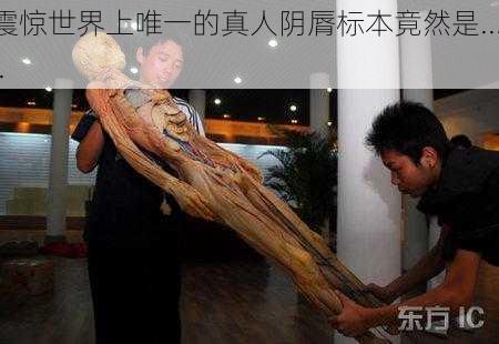 震惊世界上唯一的真人阴脣标本竟然是......