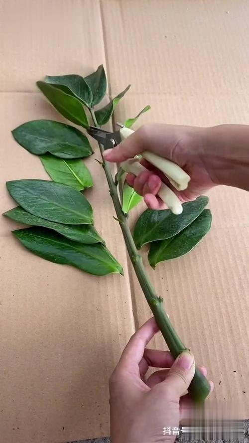 女性坐着扦插BB的好处：提升生活品质和心理健康