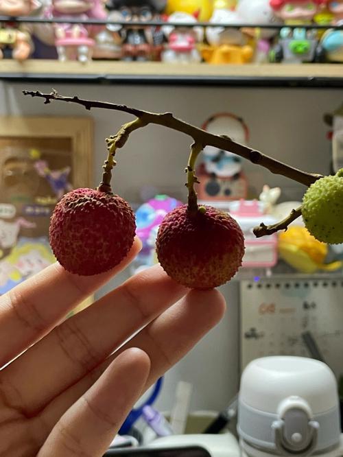 已经塞了八颗荔枝了窦寇儿：寻找甜蜜中的苦涩