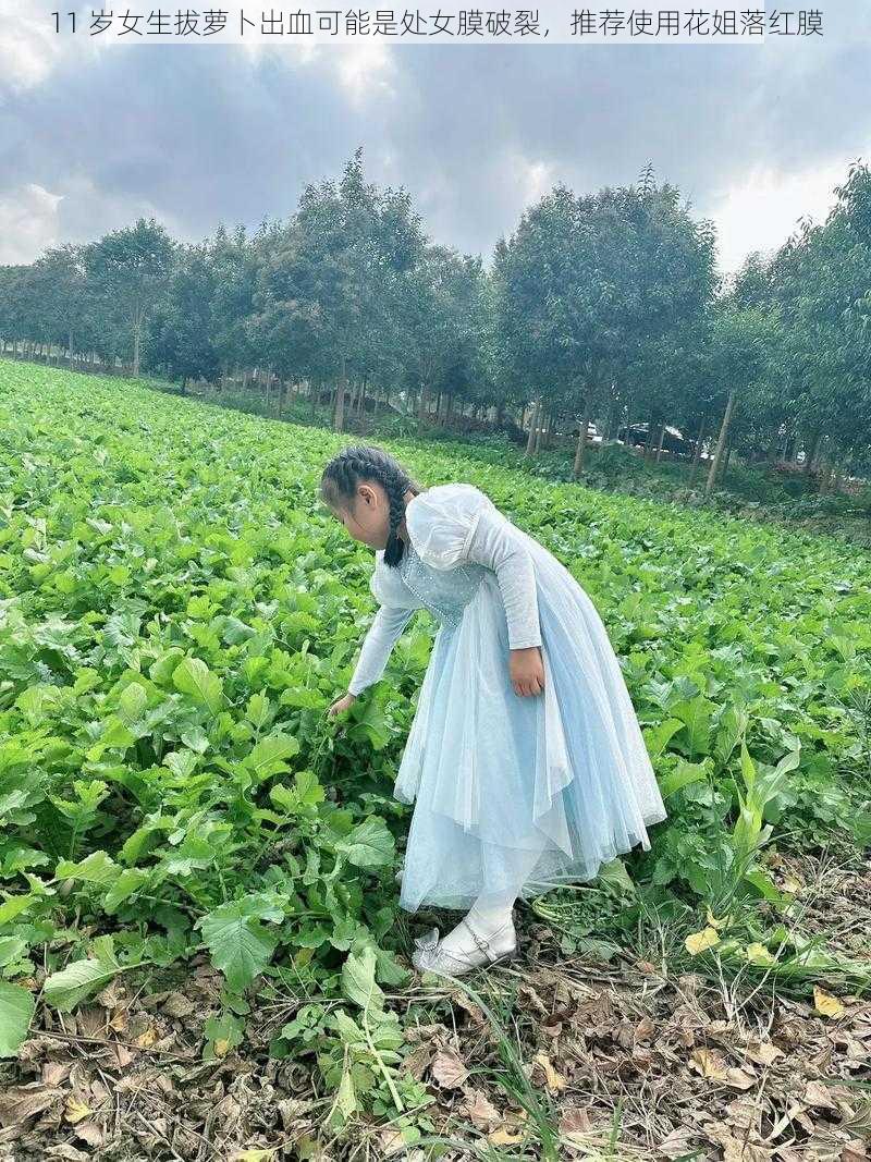 11 岁女生拔萝卜出血可能是处女膜破裂，推荐使用花姐落红膜