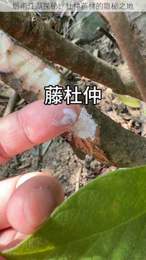 烟雨江湖探秘：杜仲药材的隐秘之地