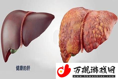 老公每天吃我小花园会伤肝吗：探讨健康饮食中的花草养生