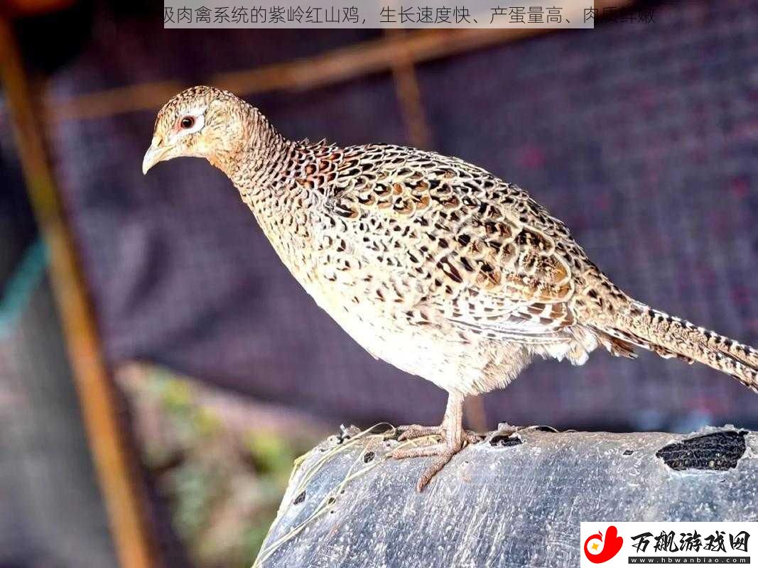 得到超级肉禽系统的紫岭红山鸡