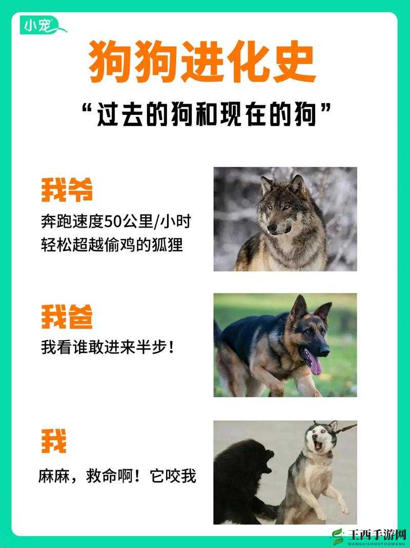 美国 ZOOm 人狗欢迎你:一场跨越物种的欢迎仪式