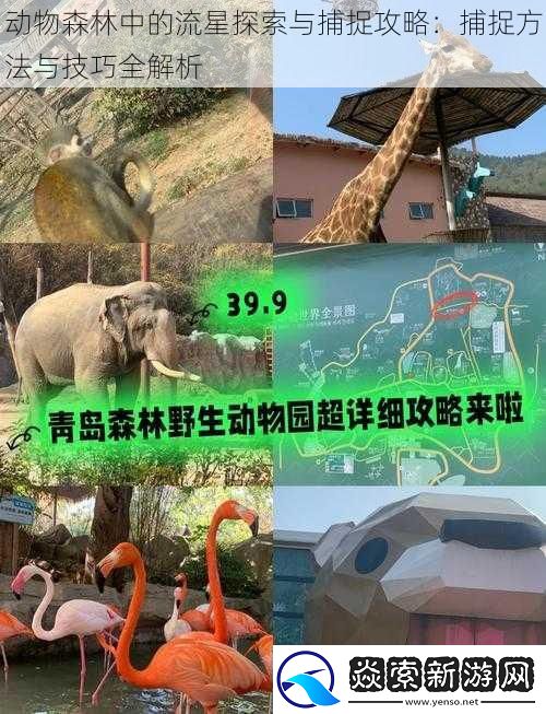 动物森林中的流星探索与捕捉攻略：捕捉方法与技巧全解析