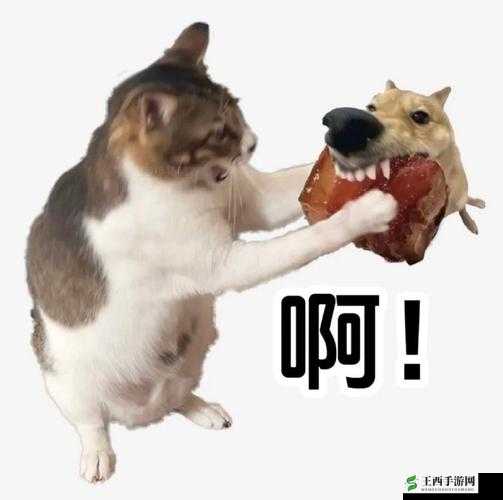 太子宠妾高肉红烧肉包讲的什么:深度解析