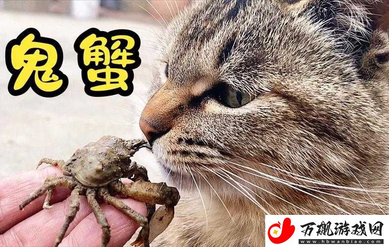饥荒兔蟹用途解析及海难兔蟹代码攻略宝典：生存探险者的指南