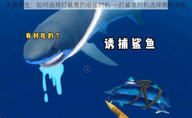 木筏求生：如何选择打鲨鱼的绝佳时机——打鲨鱼时机选择推荐攻略