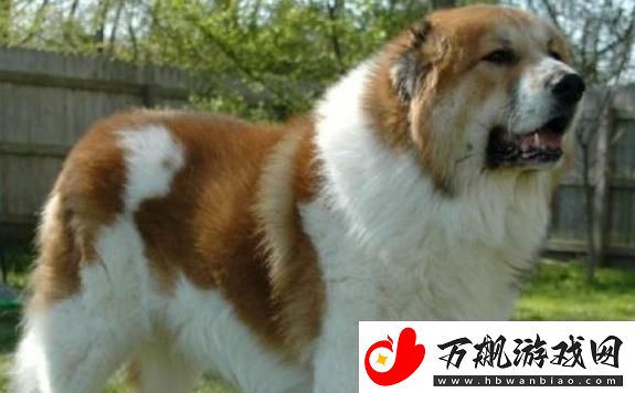 “中亚牧羊犬”听话记：科技浪潮下的奇趣热议