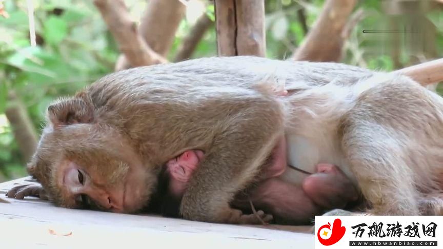 童言无忌-‘猿’起波澜：科技界的萌宠新潮流