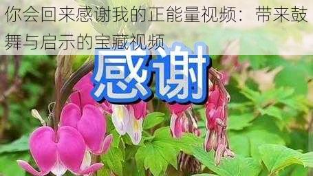 你会回来感谢我的正能量视频:带来鼓舞与启示的宝藏视频