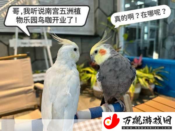 养鸟大亨-打造你的梦幻鸟语乐园-休闲新选择！