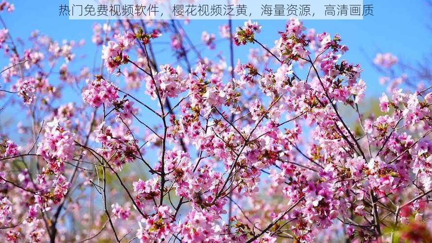 热门免费视频软件,樱花视频泛黄,海量资源,高清画质