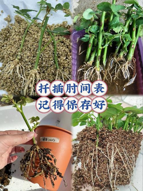 在床上的72种扦插方法，网友分享：亲密关系中的创造力与探索