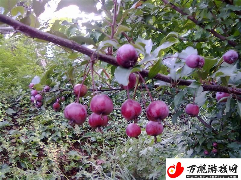 法国春满烂科技-潮流海红翻浪高