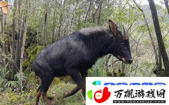 友在西藏林芝偶遇姜子牙坐骑
